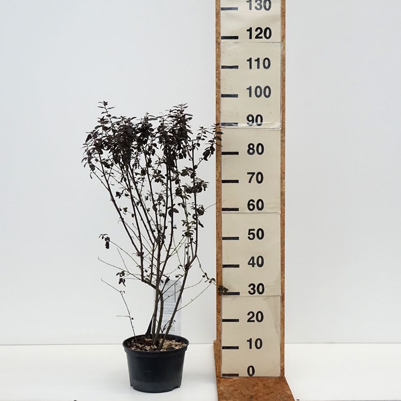 Amostra de Céanothe Tuxedo Vaso de 4 L/5 L tal como entregue no inverno