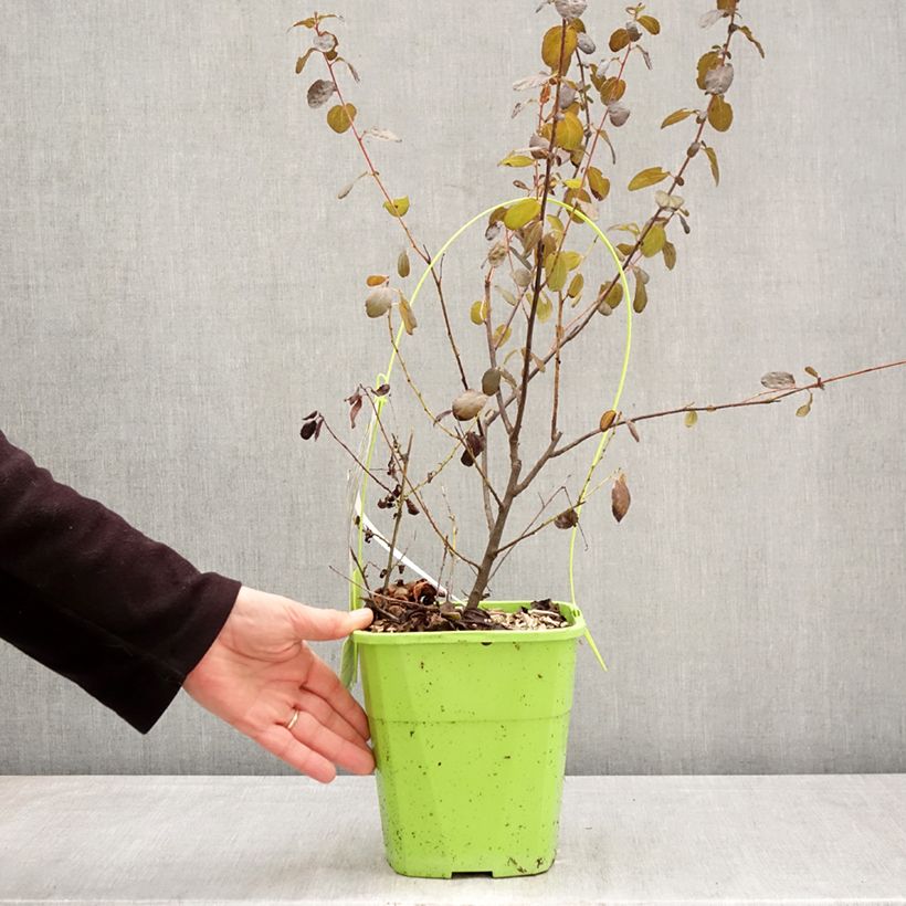 Amostra de Ceanothus Tuxedo Vaso de 4 L/5 L tal como entregue na primavera