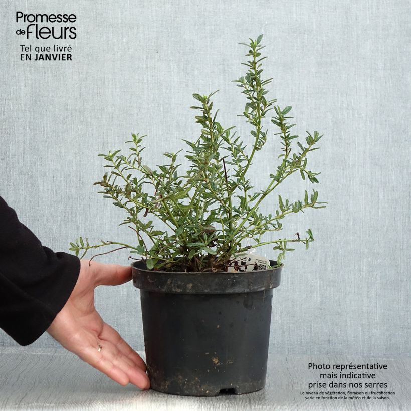 Amostra de Ceanothus Blue Diamond Vaso de 2 L/3 L tal como entregue no inverno