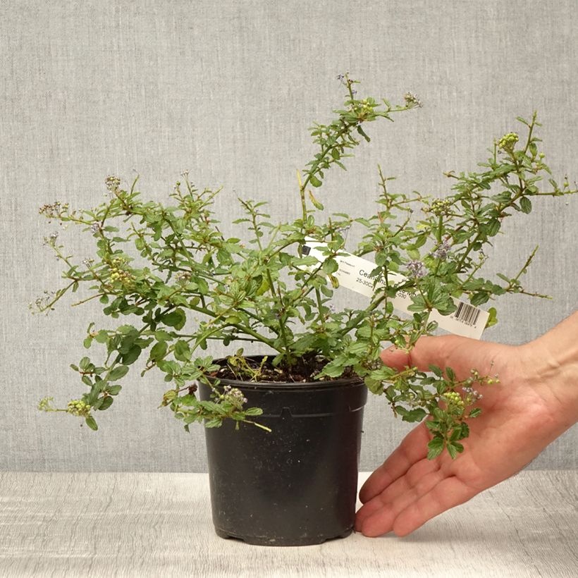 Amostra de Ceanothus Blue Mound Vaso de 2 L/3 L tal como entregue no verão