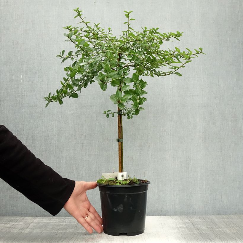 Amostra de Ceanothus Blue Mound Vaso de 3 L/4 L, Haste tal como entregue no outono