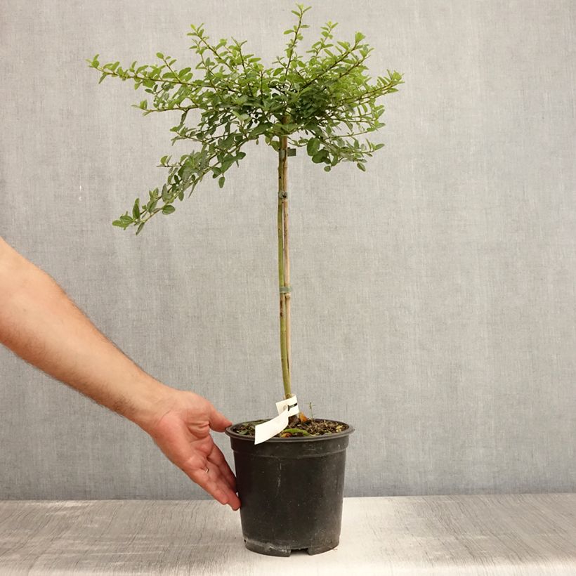Amostra de Ceanothus Blue Mound Vaso de 3 L/4 L, Haste tal como entregue no verão