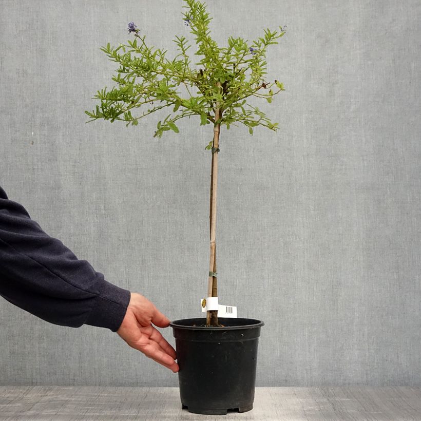 Amostra de Ceanothus Blue Mound Vaso de 3 L/4 L, Haste tal como entregue na primavera