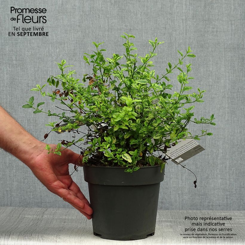 Amostra de Ceanothus El Dorado Vaso de 2 L/3 L tal como entregue no outono