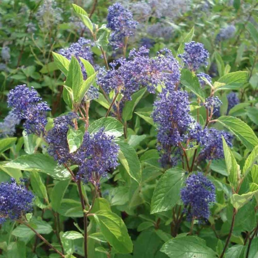 Ceanothus delilianus Henri Desfossé (Floração)