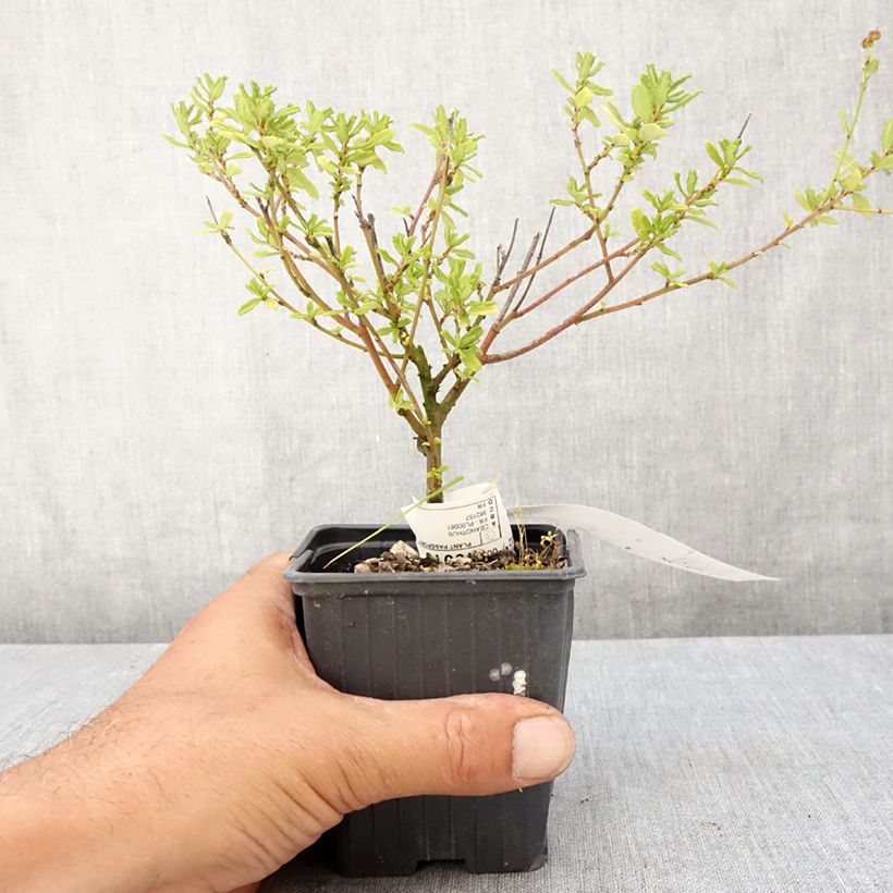 Amostra de Ceanothus Italian Skies Vaso de 8/9 cm tal como entregue no verão