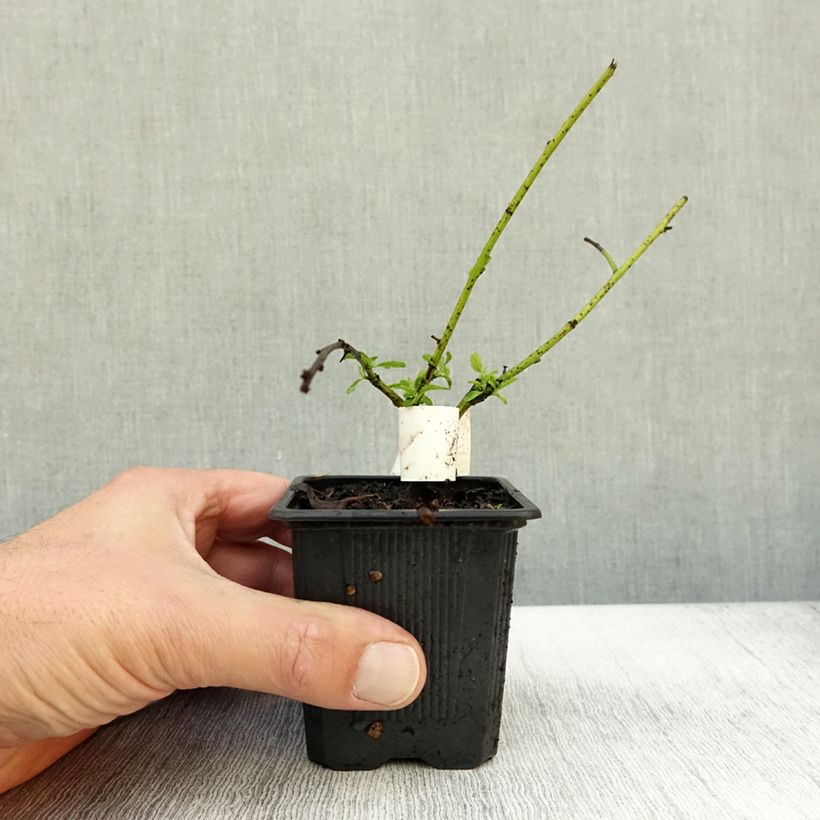 Amostra de Ceanothus thyrsiflorus Repens Vaso de 8/9 cm tal como entregue no outono