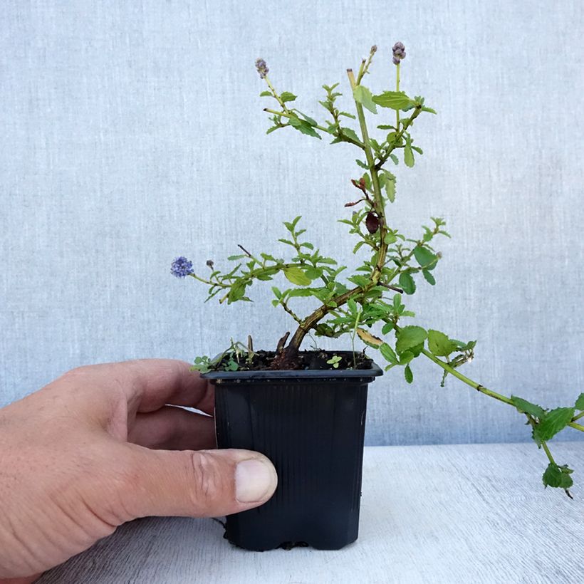 Amostra de Ceanothus thyrsiflorus Repens Vaso de 8/9 cm tal como entregue no verão