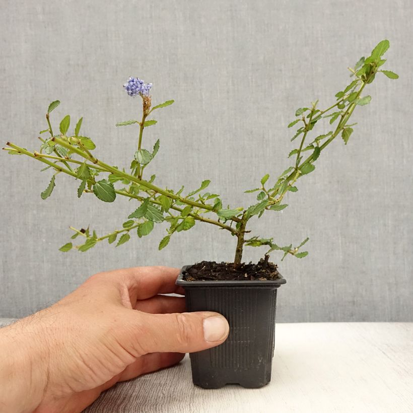 Amostra de Ceanothus thyrsiflorus Repens Vaso de 8/9 cm tal como entregue na primavera