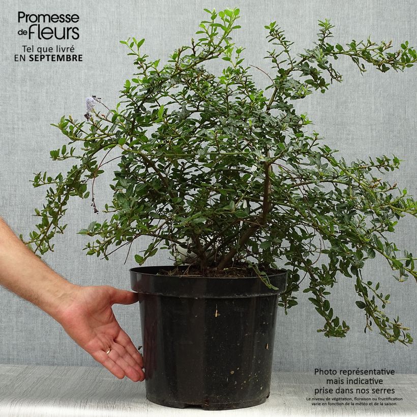 Amostra de Ceanothus thyrsiflorus Repens Vaso de 7,5 L/10 L tal como entregue no outono
