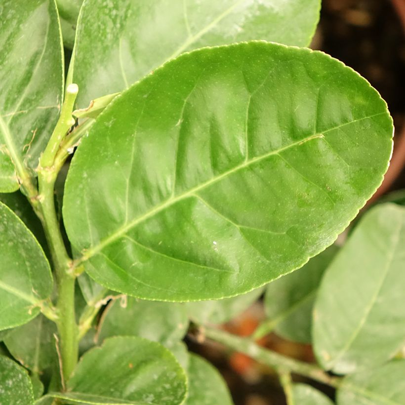 Cidreira - Citrus medica (Folhagem)