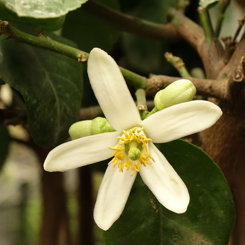 Cidreira - Citrus medica (Floração)