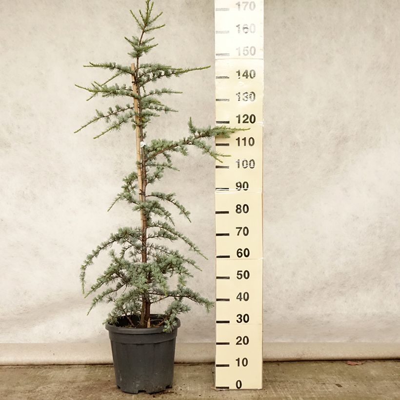 Amostra de Cedrus libani subsp. atlantica Glauca Vaso de 7,5 L/10 L tal como entregue no verão