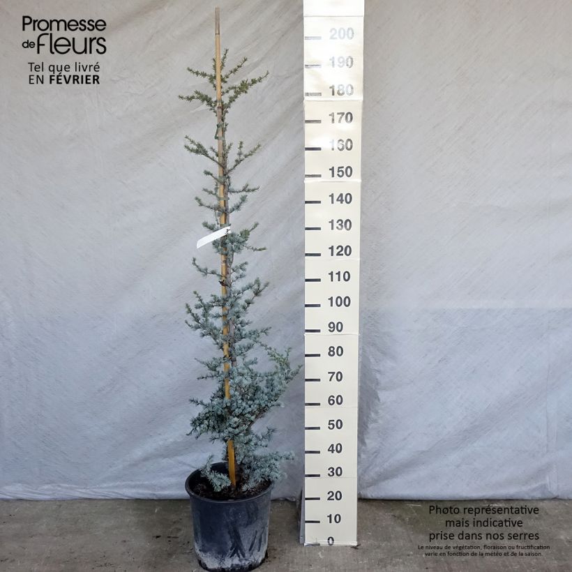 Amostra de Cedrus libani subsp. atlantica Glauca Vaso de 7,5 L/10 L tal como entregue no inverno