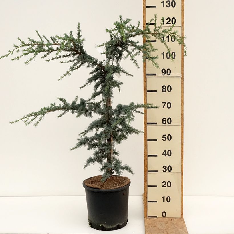 Amostra de Cedrus libani subsp. atlantica Horstmanns Silberspitz Vaso de 12 L/15 L tal como entregue no verão