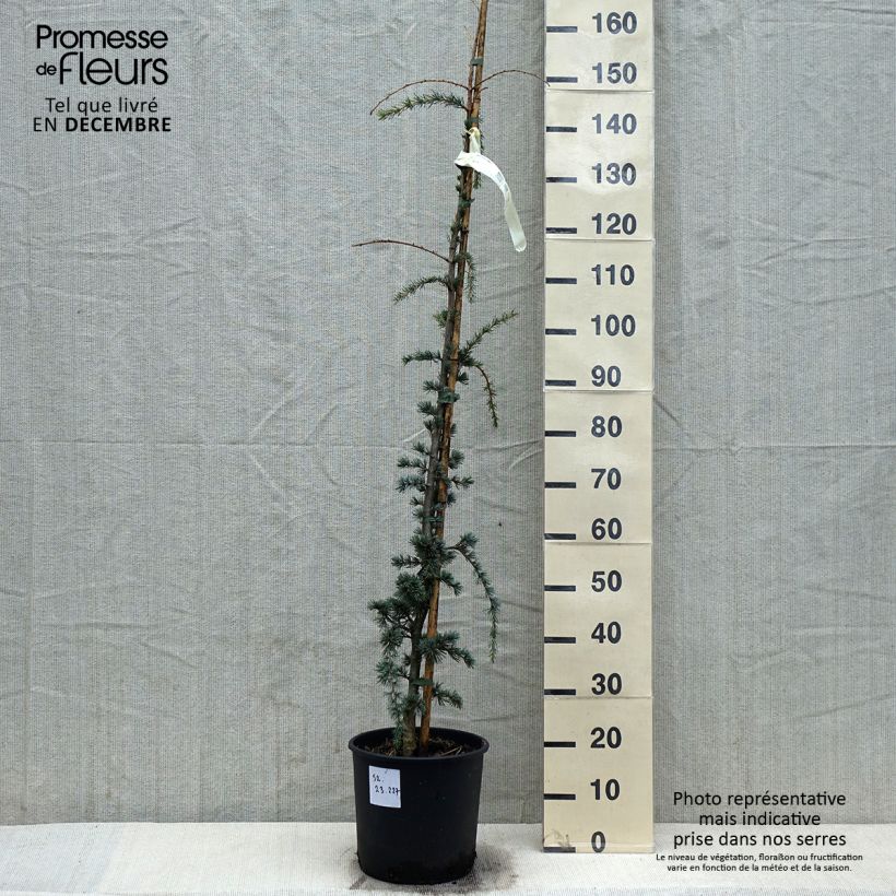 Amostra de Cèdre de l'Atlas pleureur - Cedrus libani Atlantica Pendula Vaso de 7,5 L/10 L tal como entregue no inverno