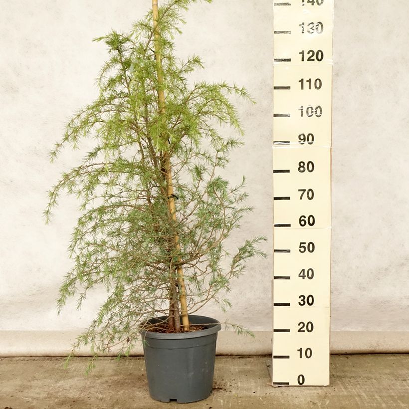 Amostra de Cedrus deodara Vaso de 12 L/15 L tal como entregue no verão