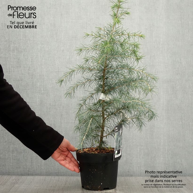 Amostra de Cedrus deodara Vaso de 3 L/4 L tal como entregue no outono
