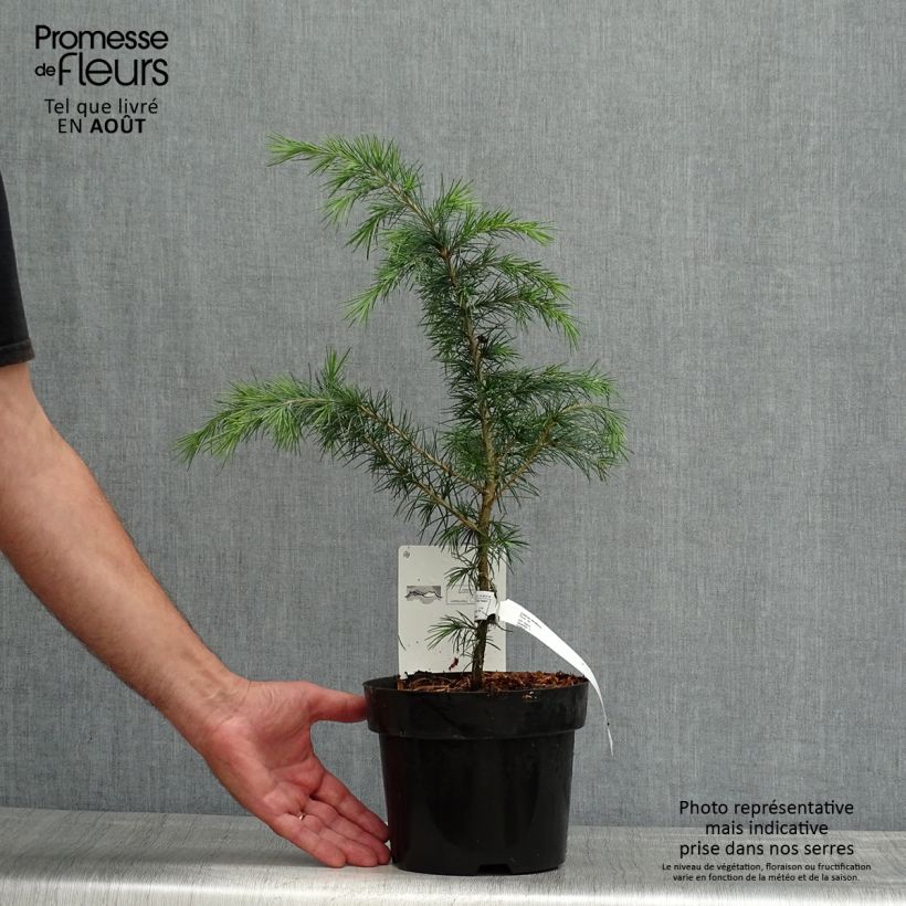 Amostra de Cedrus deodara Vaso de 3 L/4 L tal como entregue no verão