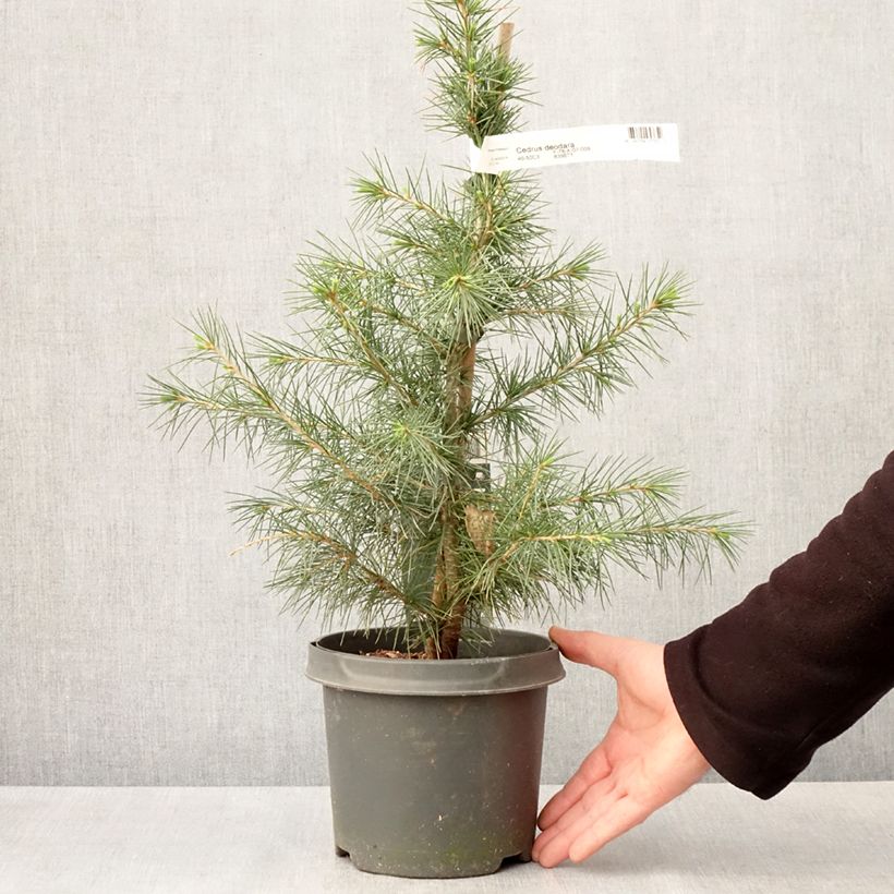 Amostra de Cedrus deodara Vaso de 3 L/4 L tal como entregue na primavera