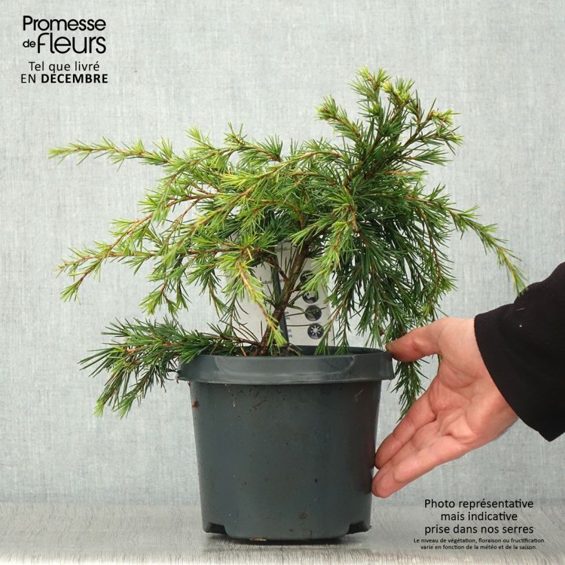 Amostra de Cedrus deodara Feeling Blue Vaso de 3 L/4 L tal como entregue no outono