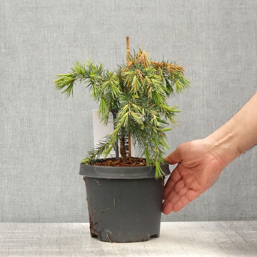 Amostra de Cedrus deodara Feeling Blue Vaso de 3 L/4 L tal como entregue na primavera