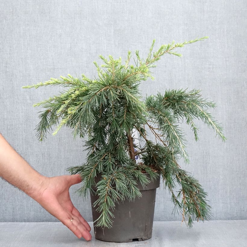 Amostra de Cedrus deodara Feeling Blue Vaso de 3 L/4 L tal como entregue no verão
