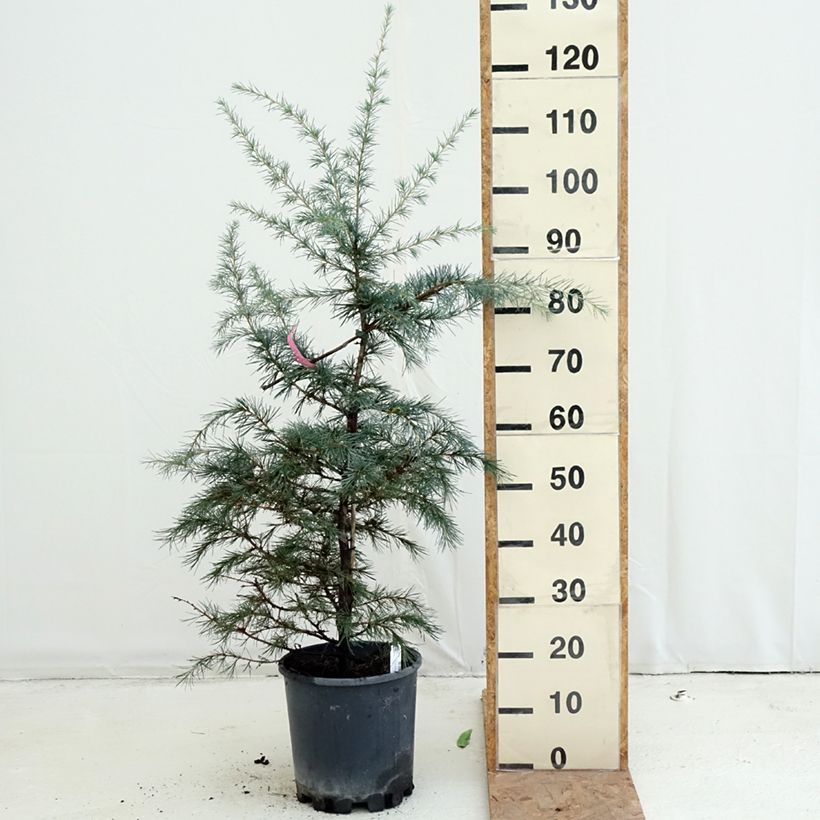 Amostra de Cedrus deodara Pendula Vaso de 4 L/5 L tal como entregue no outono