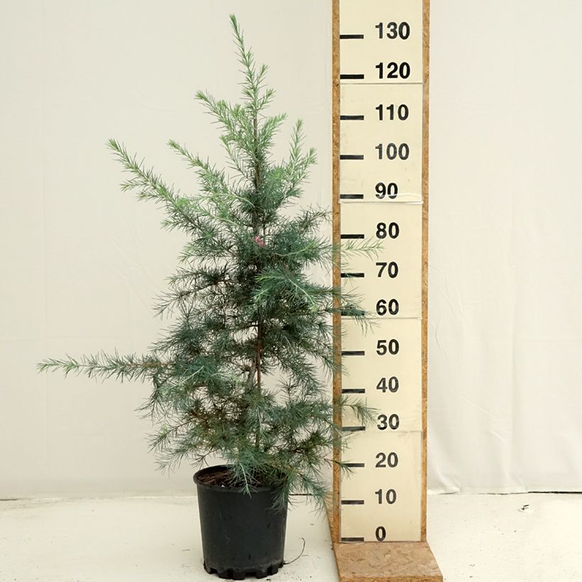 Amostra de Cedrus deodara Pendula Vaso de 7,5 L/10 L tal como entregue no verão