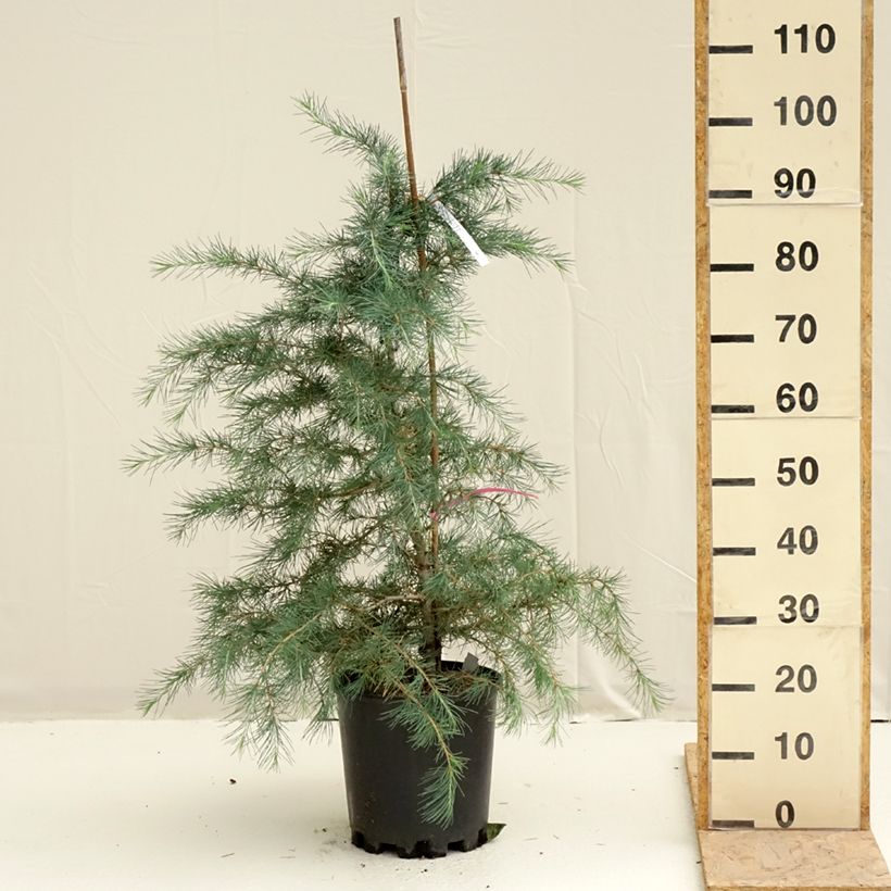Amostra de Cèdre de l'Himalaya Pendula - Cedrus deodara Vaso de 7,5 L/10 L tal como entregue na primavera