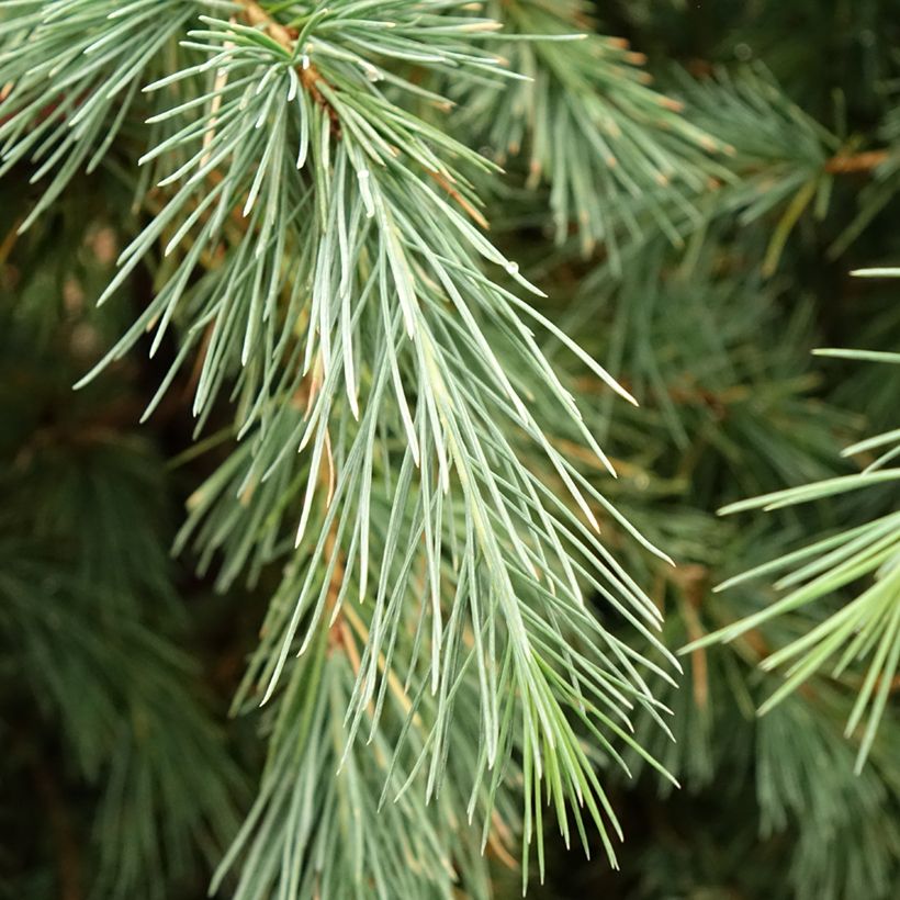 Cedrus deodara Pendula (Folhagem)