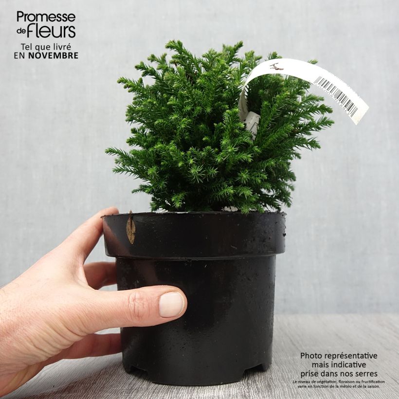 Amostra de Criptoméria Green Pearl Vaso de 2 L/3 L tal como entregue no outono