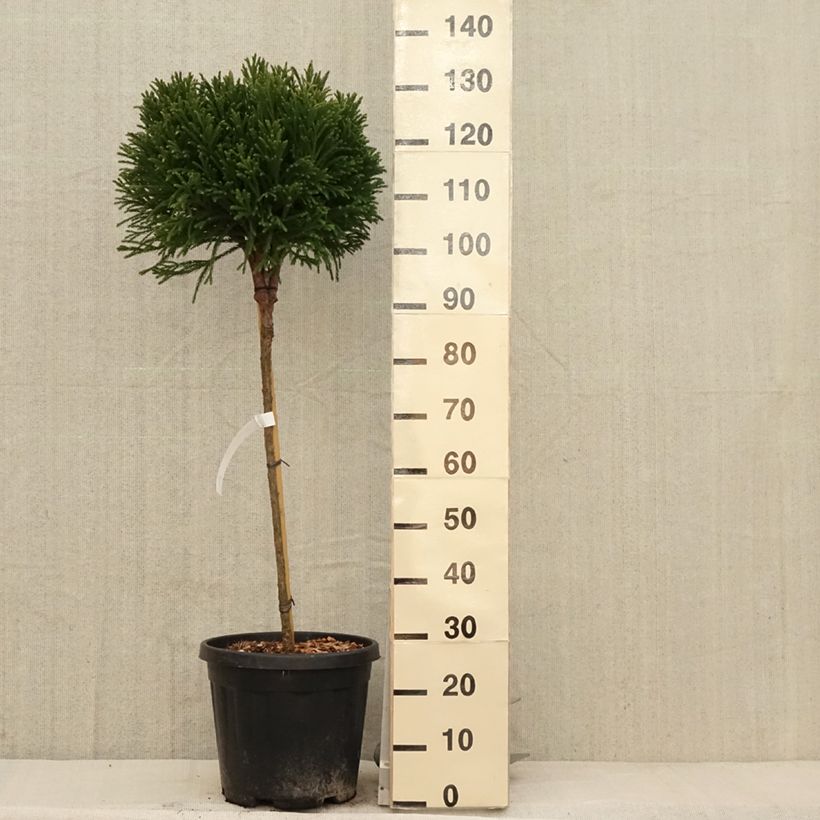 Amostra de Criptoméria Globosa Nana Vaso de 12 L/15 L, Haste tal como entregue na primavera