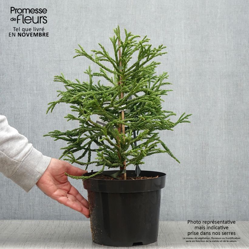 Amostra de Cryptomeria japonica Spiralis - Cèdre du Japon Pot de 4L/5L tal como entregue no outono