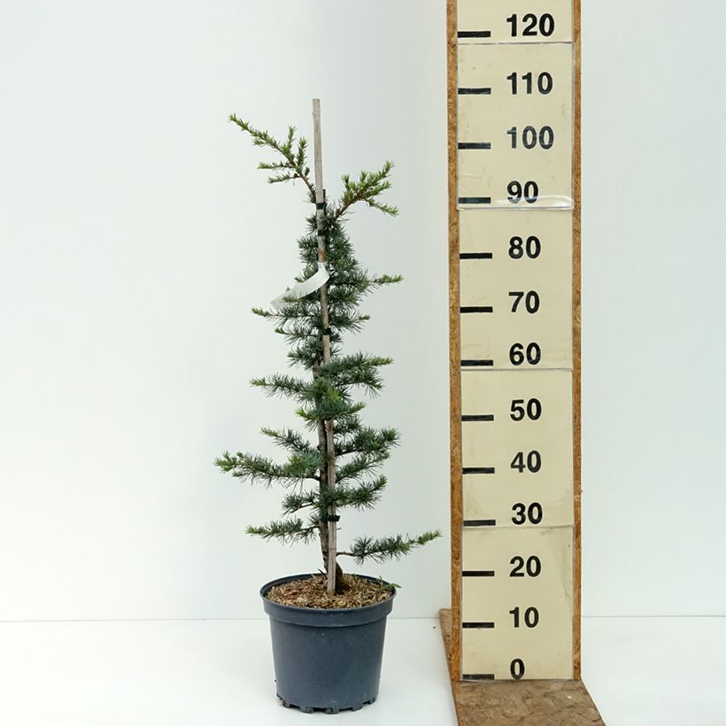 Amostra de Cedrus libani Vaso de 7,5 L/10 L, Arbusto tal como entregue no verão
