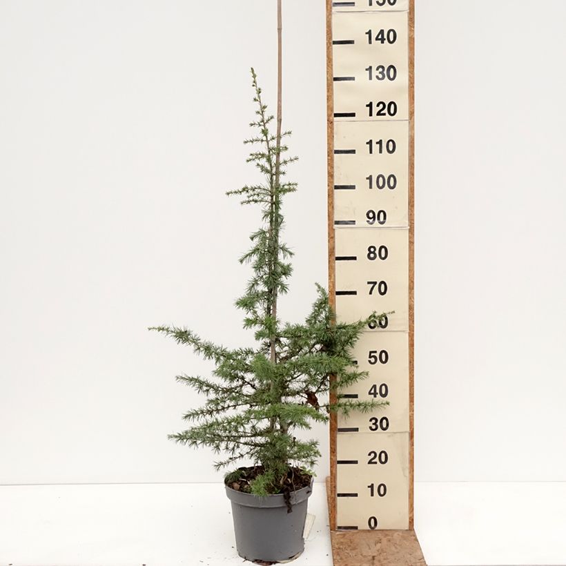 Amostra de Cedrus libani Vaso de 7,5 L/10 L, Haste tal como entregue no inverno