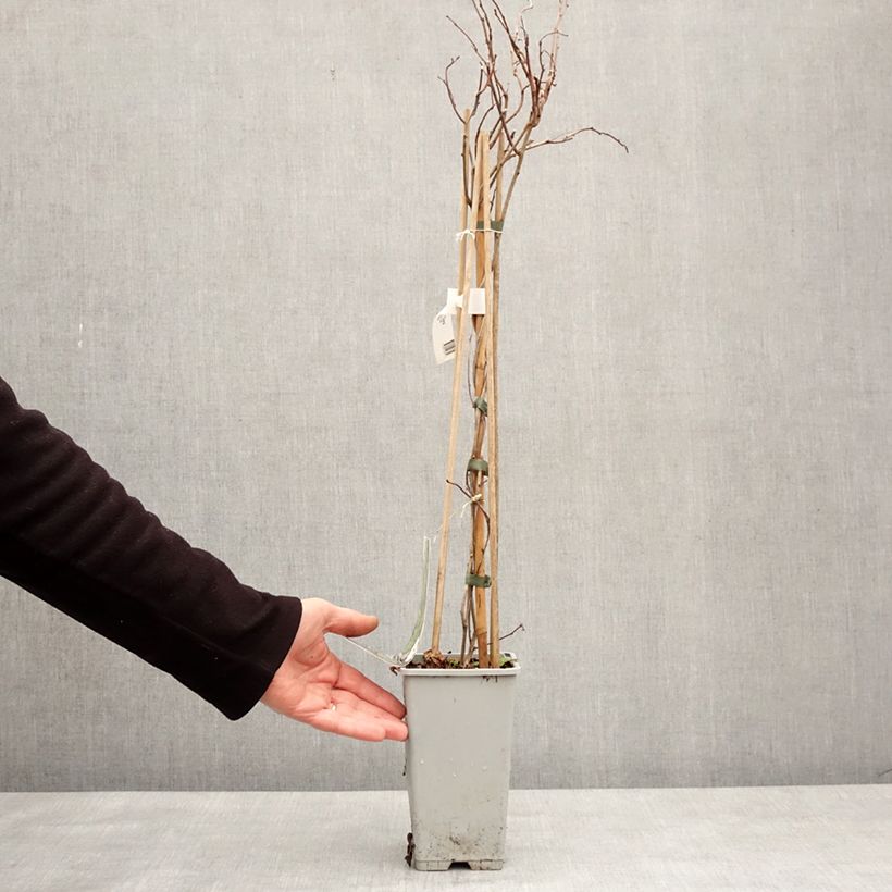 Amostra de Celastrus orbiculatus Diana - Célastre ou Bourreau des arbres (femelle) Vaso de 2 L/3 L tal como entregue no inverno