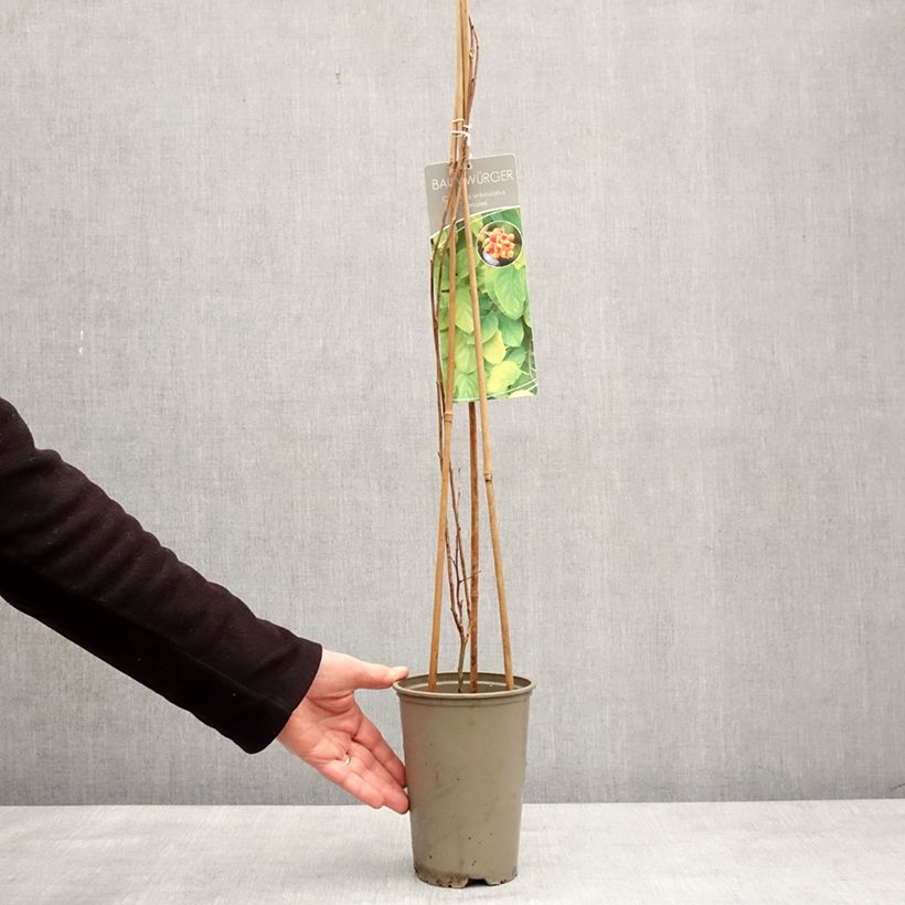 Amostra de Celastrus orbiculatus Hercules - Célastre ou Bourreau des arbres (mâle) Vaso de 2 L/3 L tal como entregue no inverno