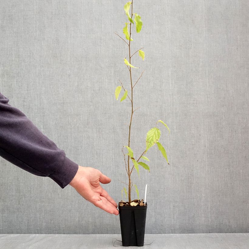 Amostra de Celtis australis Vaso de 8/9 cm tal como entregue no outono