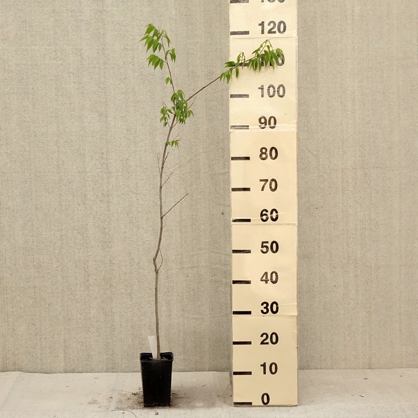 Amostra de Celtis australis Vaso de 8/9 cm tal como entregue no verão