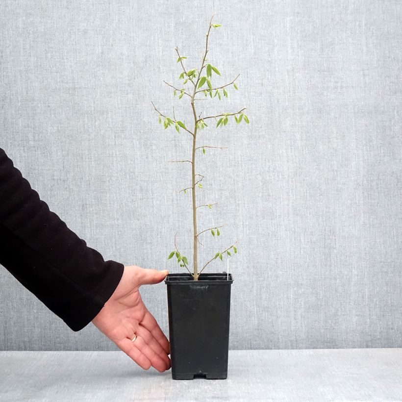 Amostra de Celtis australis Vaso de 8/9 cm tal como entregue na primavera