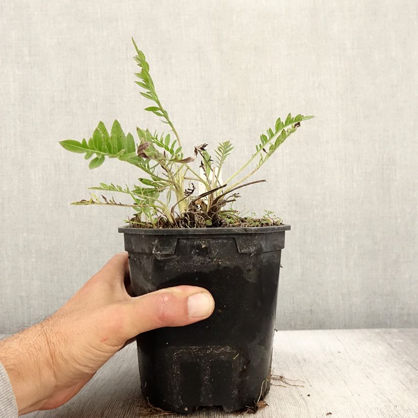 Amostra de Centaurea atropurpurea Vaso de 2 L/3 L tal como entregue no outono