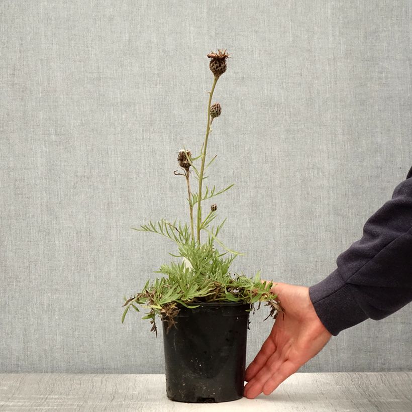 Amostra de Centaurea atropurpurea Vaso de 2 L/3 L tal como entregue no verão