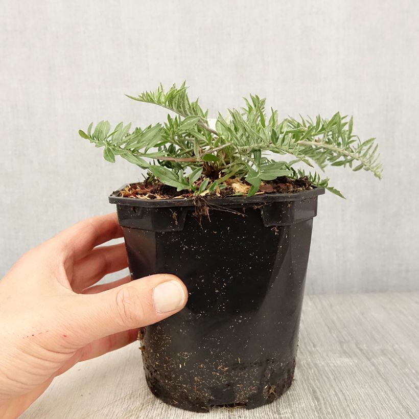 Amostra de Centaurea atropurpurea Vaso de 2 L/3 L tal como entregue na primavera