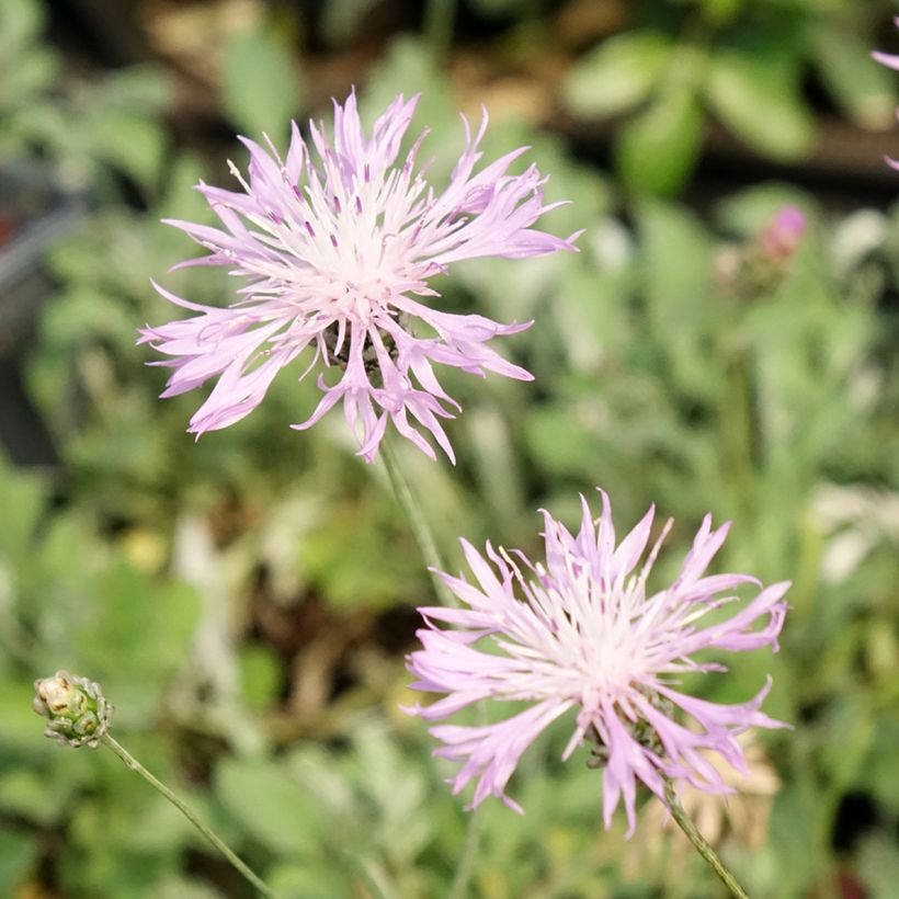Centaurea bella (Floração)