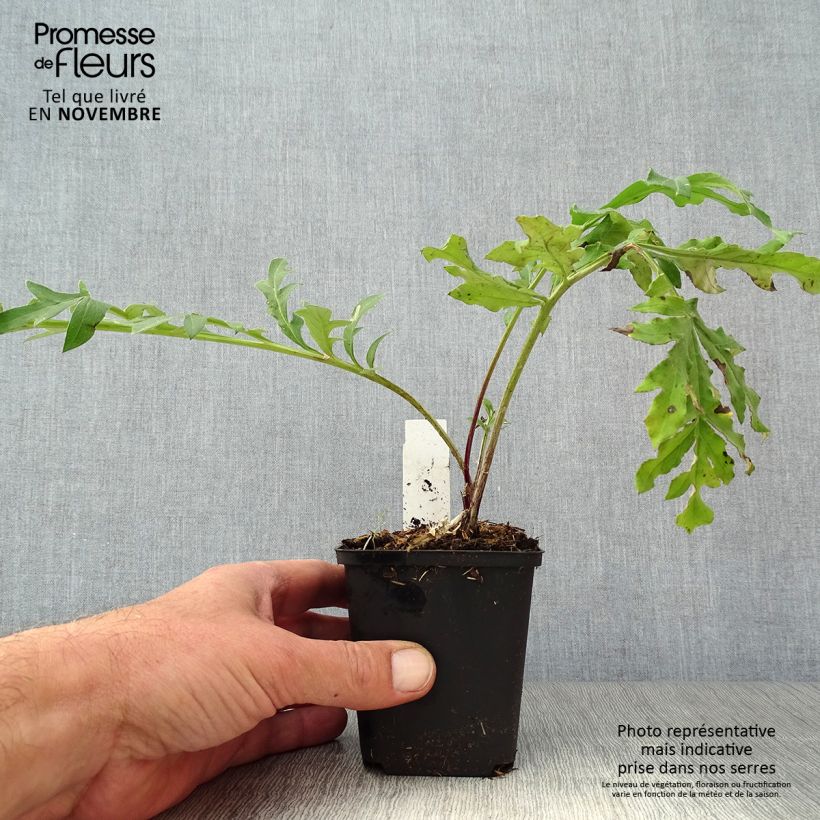 Amostra de Centáurea dealbata Stenbeergii Vaso de 8/9 cm tal como entregue no outono