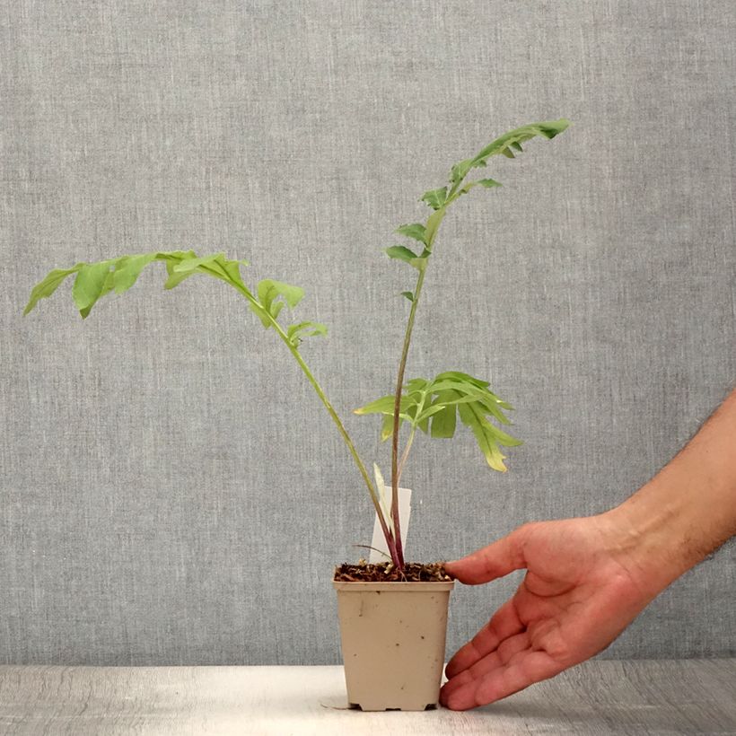Amostra de Centáurea dealbata Stenbeergii Vaso de 8/9 cm tal como entregue no verão