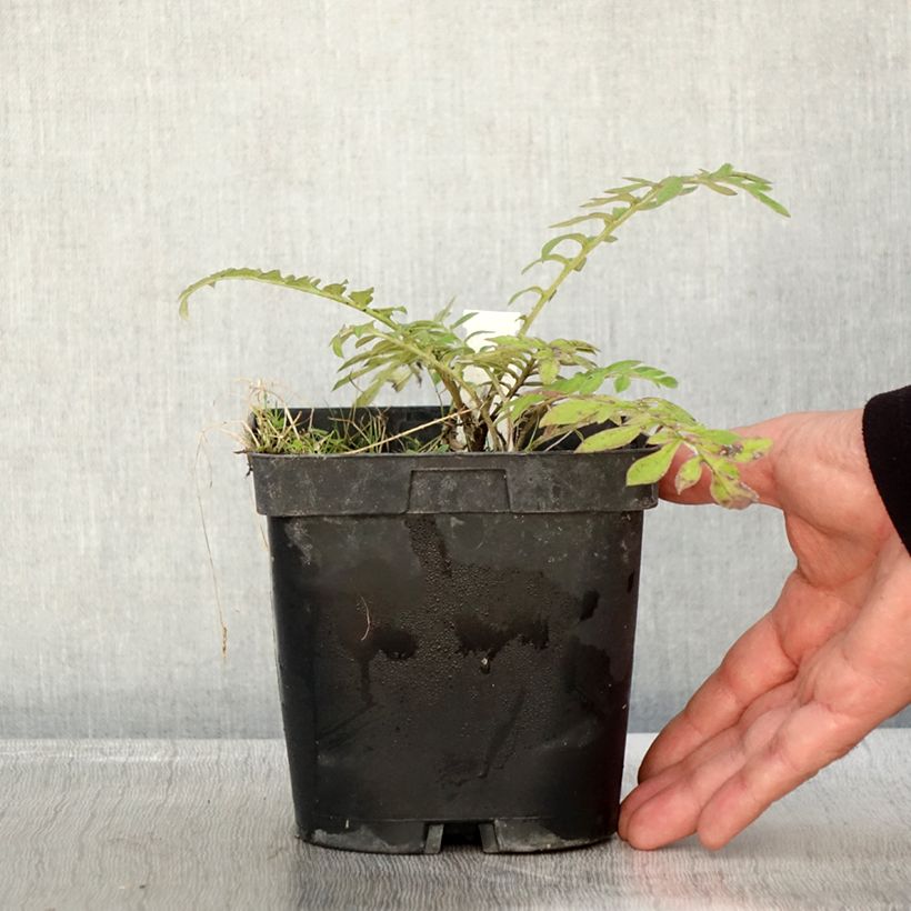 Amostra de Centáurea dealbata Stenbeergii Vaso de 2 L/3 L tal como entregue no outono