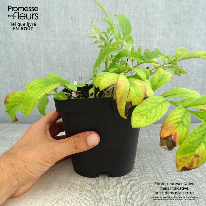 Amostra de Centáurea dealbata Stenbeergii Vaso de 2 L/3 L tal como entregue no verão