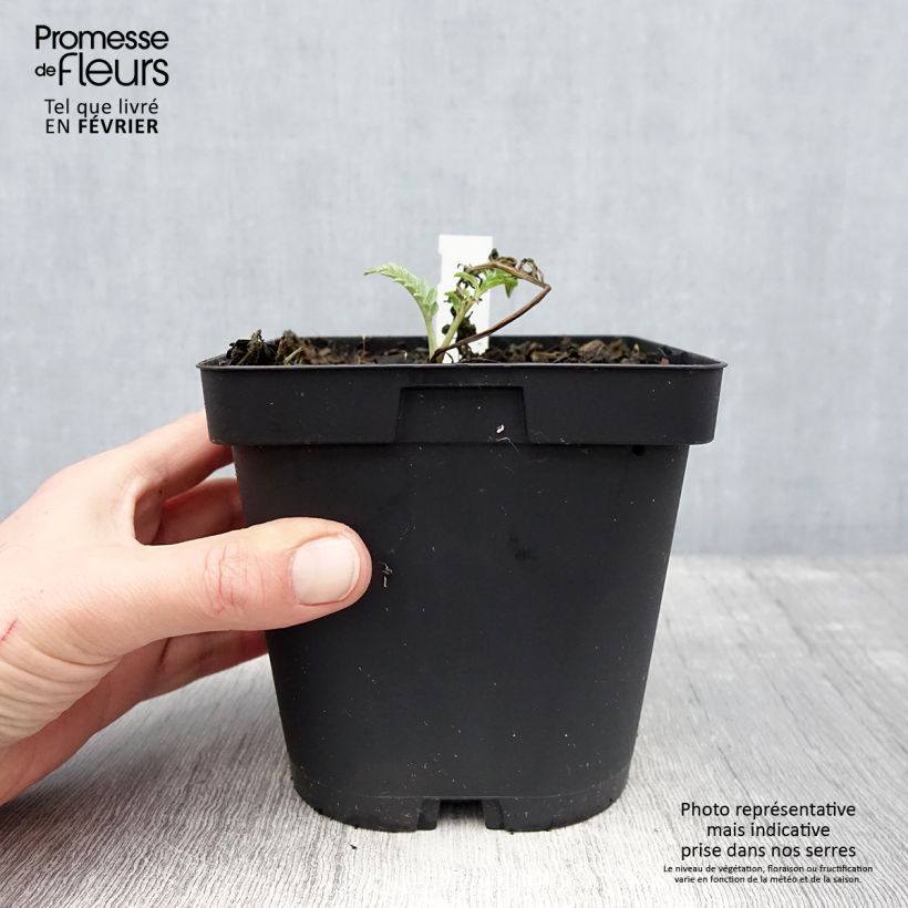 Amostra de Centaurea dealbata Steenbergii - Centaurée de Perse Vaso de 2 L/3 L tal como entregue no inverno